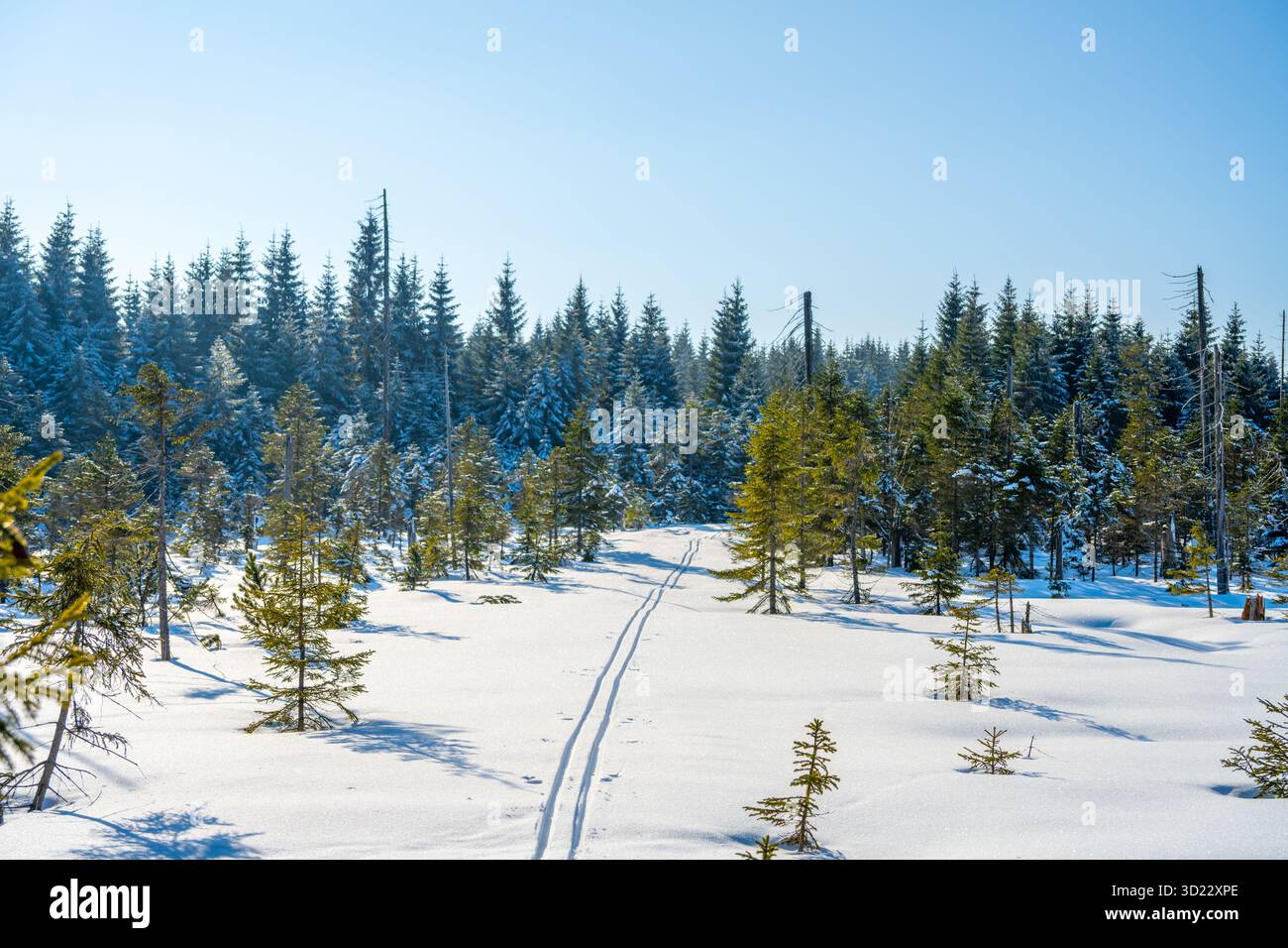 Ein heller, sonniger Tag offenbart eine ruhige Skipiste im Hinterland. Schnee bedeckt die Landschaft, und hohe immergrüne Bäume umgeben den ruhigen Pfad. Perfekte Bedingungen für Outdoor-Abenteuer. Stockfoto