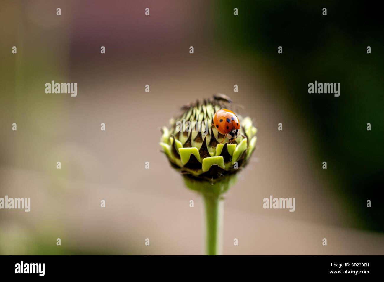 Frühlingszeit in Frankreich Stockfoto