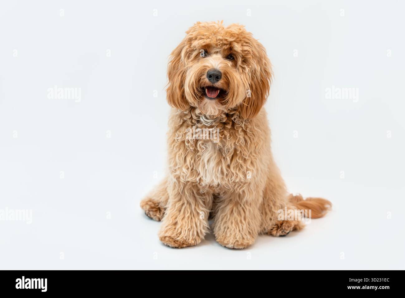 Lockiges braunes Labradoodle oder Pudel oder Goldendoodle Hund auf einem weißen isolierten Hintergrund Stockfoto
