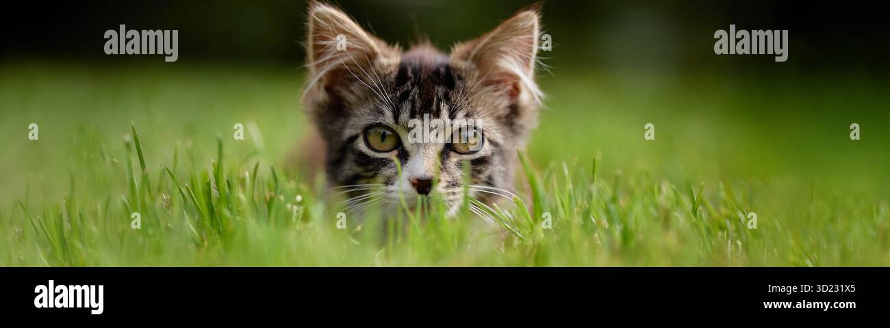 Kopfzeile der jungen Tabby-Katze, die im Gras liegt und mit Warnausdruck nach vorne starrt Stockfoto