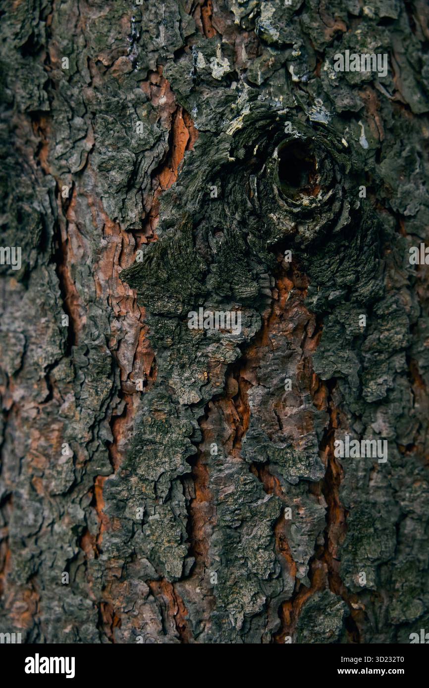 Raue Textur der Eichenrinde, die in der goldenen Stunde gefangen wurde. Stockfoto