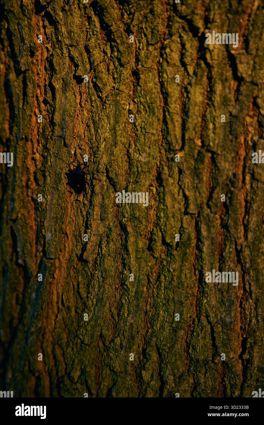Warme Ockertöne über verwitterter Rinde in der Dämmerung. Die Struktur der Eichenrinde. Stockfoto