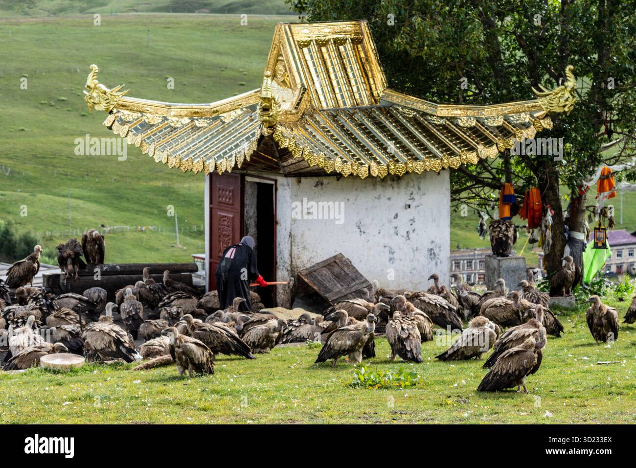 Himmelsbegräbnis, Rogyapa füttert die Leiche eines Verstorbenen an Geier für ihre Rückkehr in die Wildnis, Tagong (Lhagang), Garzê tib Stockfoto