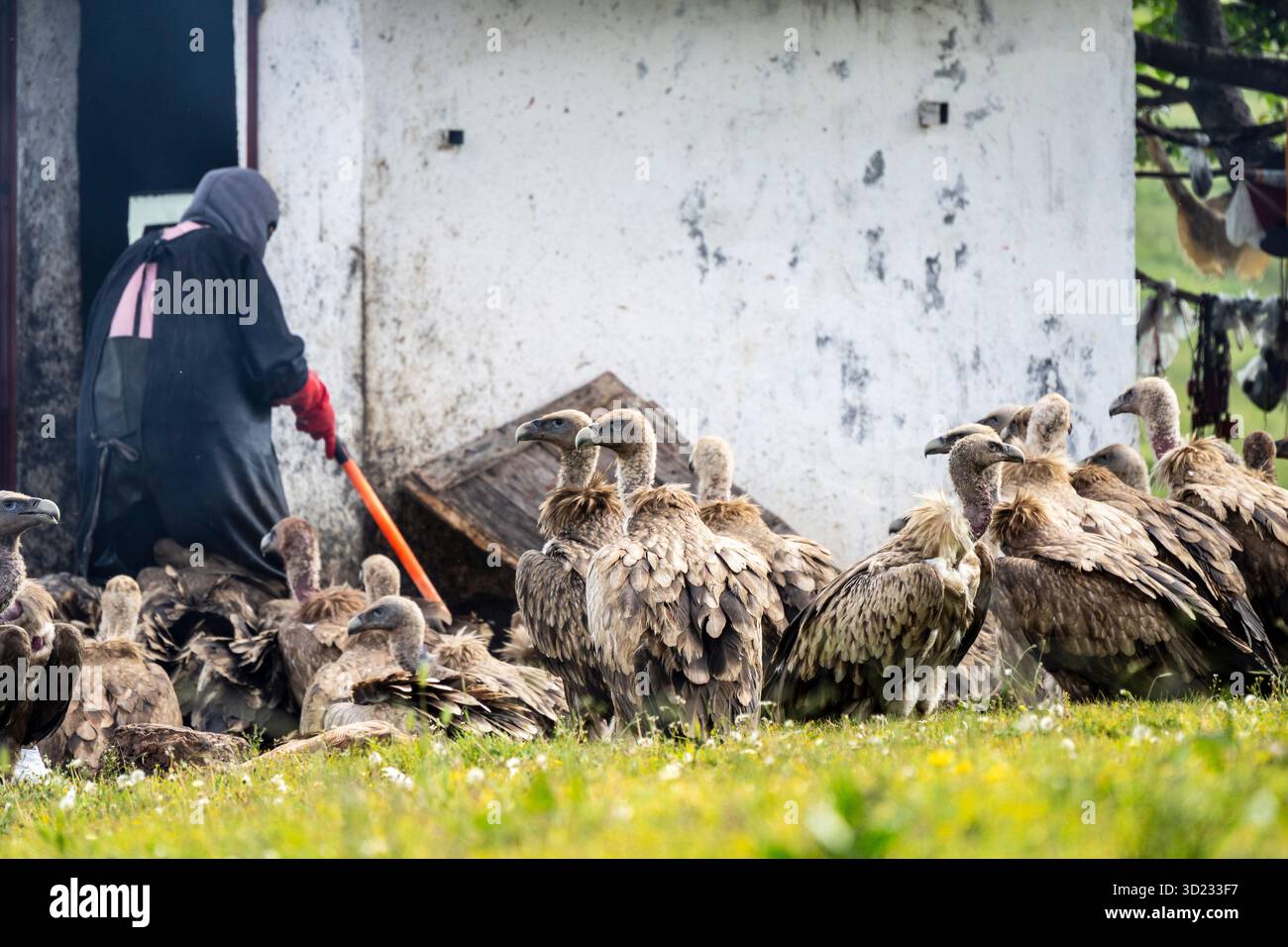 Himmelsbegräbnis, Rogyapa füttert die Leiche eines Verstorbenen an Geier für ihre Rückkehr in die Wildnis, Tagong (Lhagang), Garzê tib Stockfoto