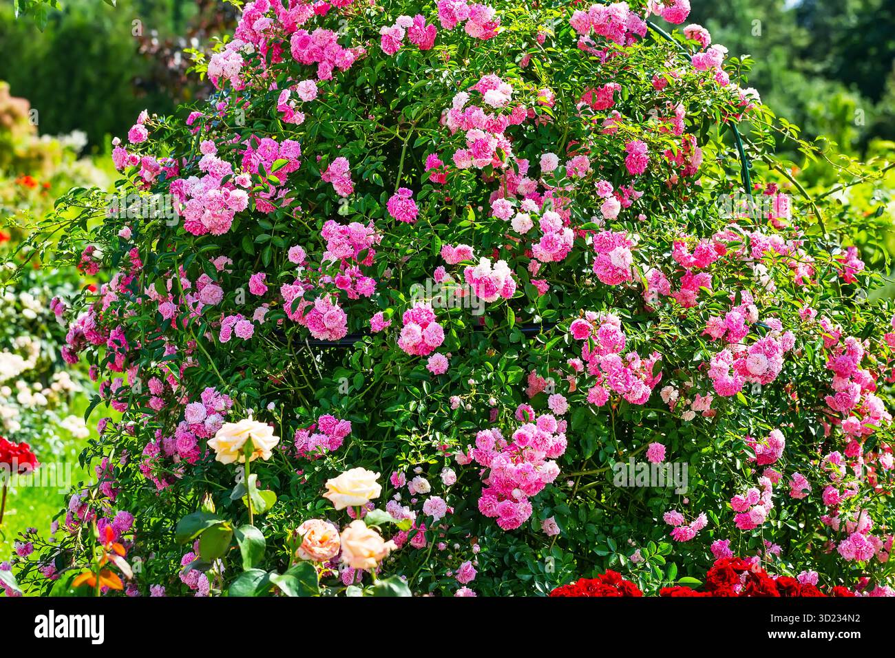 Schöner rosafarbener Rosenstrauch im Sommerkarten. Schöne Rosen in der Natur, große Blütenstände von Rosen auf einem Gartenstrauch. Stockfoto