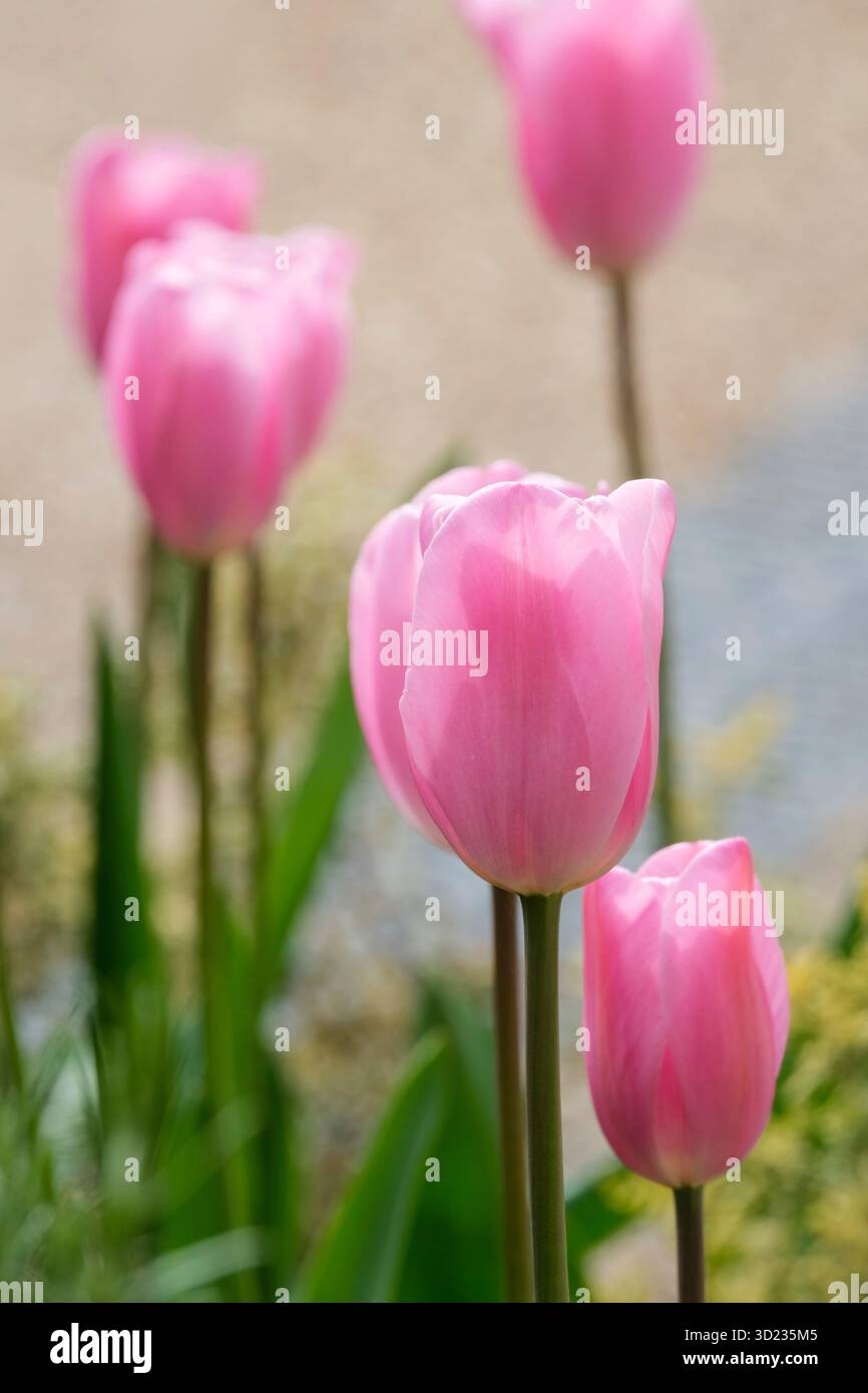 Tulipa Mistress, Tulpe Mistress, zuckerrosa, schalenförmige Triumphtulpen Stockfoto