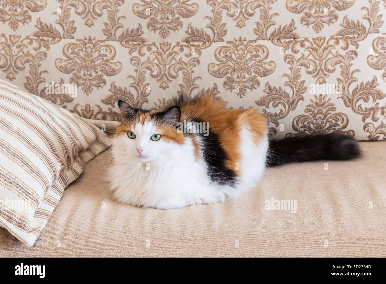 Porträt einer schönen flauschigen Calico-Katze mit grünen Augen, die zu Hause auf einem Sofa liegt. Entzückende Calico-Katze, die auf beigefarbenem Sofa liegt. Stockfoto
