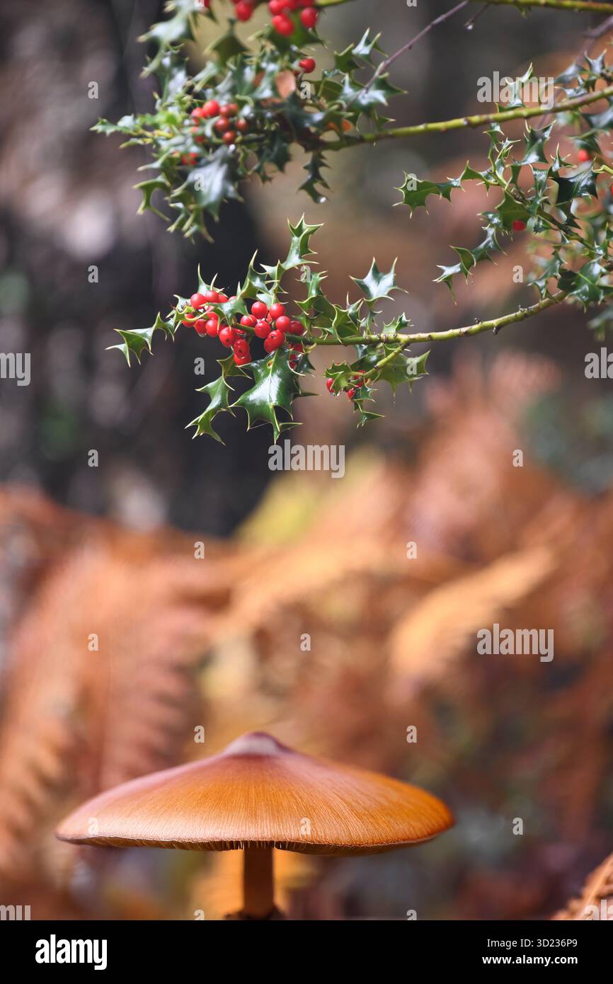 Holly und Pilz im Wald Stockfoto
