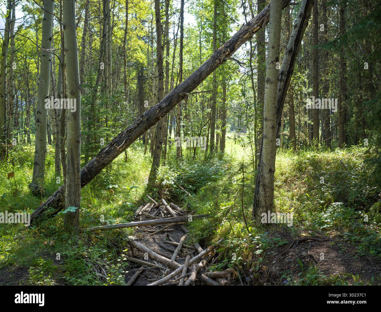 Sonnendurchfluteter Wald mit umgefallenem Baum, der einen Pfad überbrückt, der von üppigem Grün umgeben ist. Kananaskis, Alberta, Kanada Stockfoto