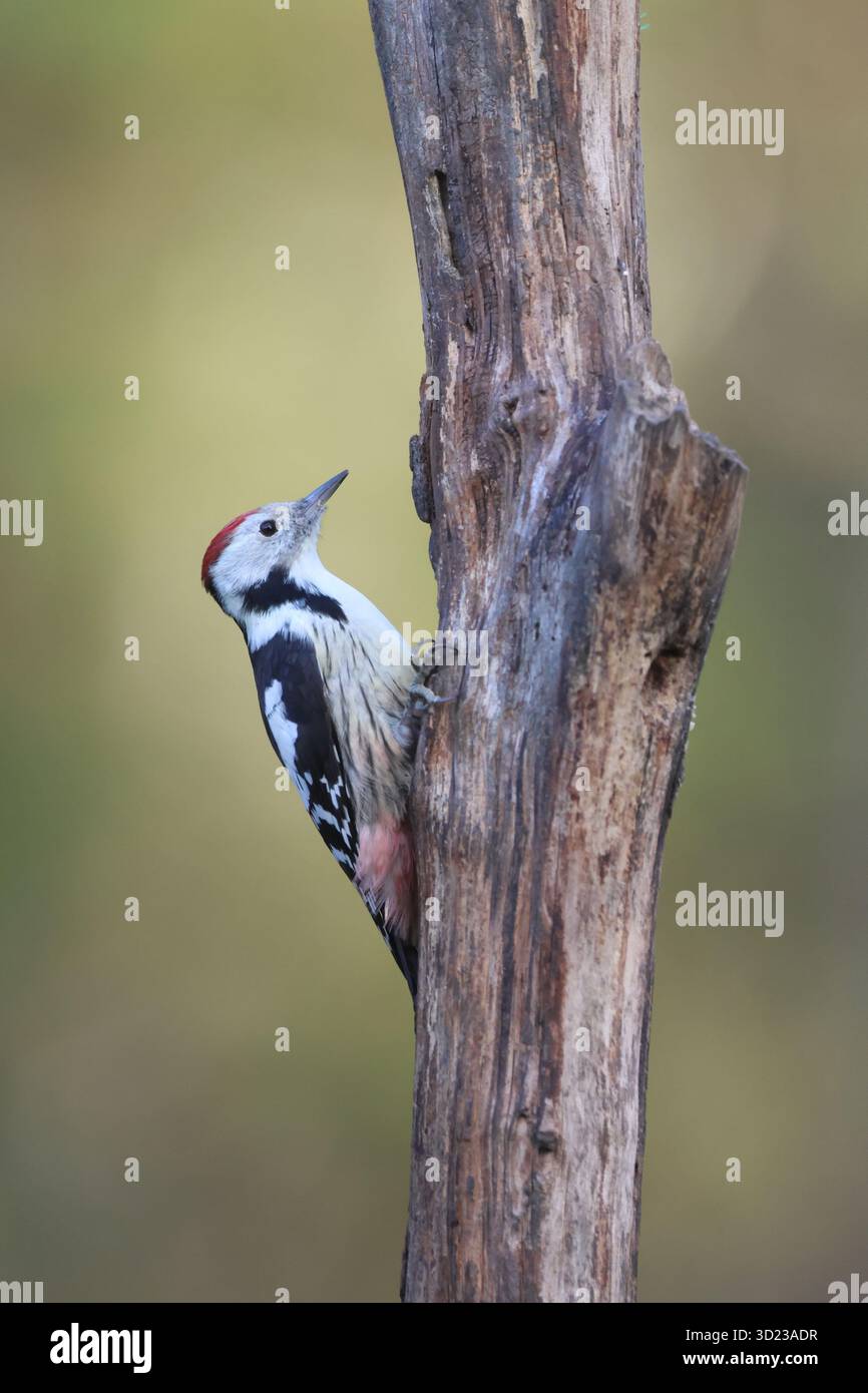 Spechte mit weißem Rücken Stockfoto