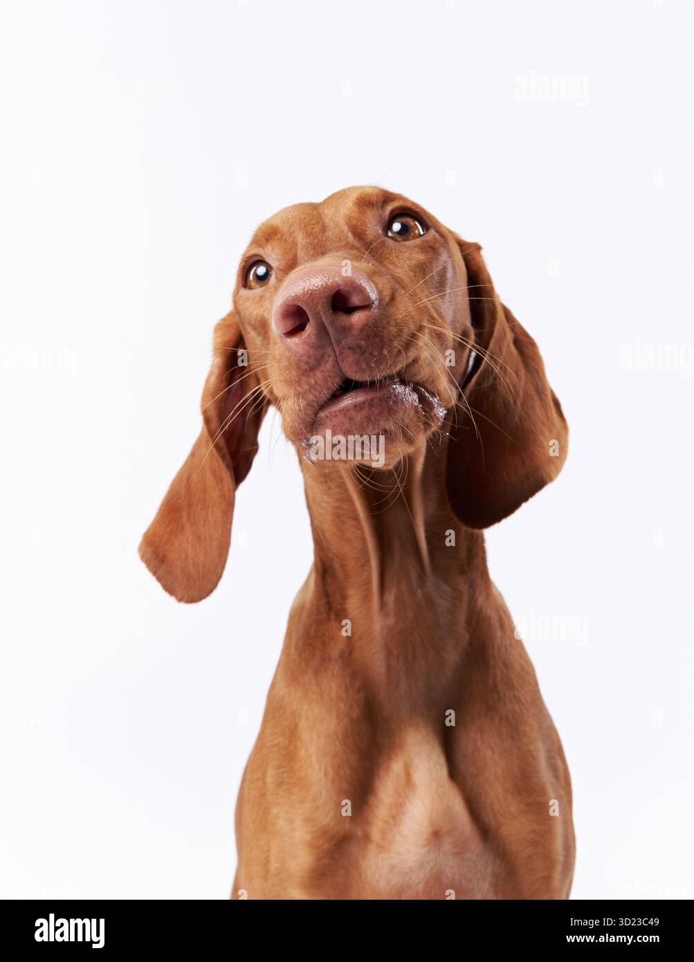 Ein Viszla-Hund blickt mit einem humorvollen, neugierigen Ausdruck auf einem sauberen weißen Hintergrund nach oben. Die geschmeidigen Ohren und der weiche braune Mantel verleihen Charme. Stockfoto