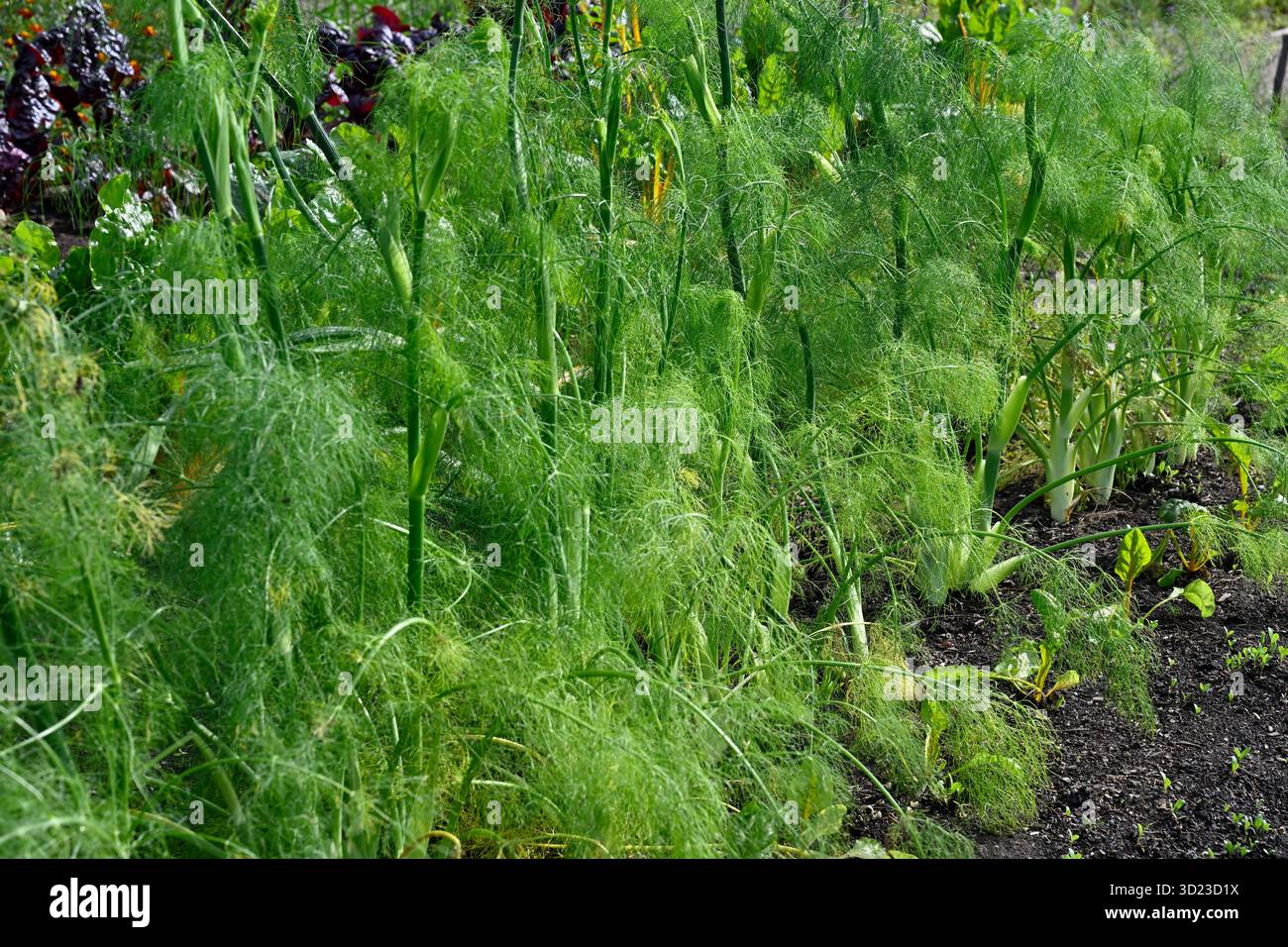 Geschraubte Pflanzen und gefiedertes Laub von Zwiebeln oder Fenchel aus Florenz, auch bekannt als Foeniculum vulgare oder Finocchio, das im September in einem britischen Garten wächst Stockfoto