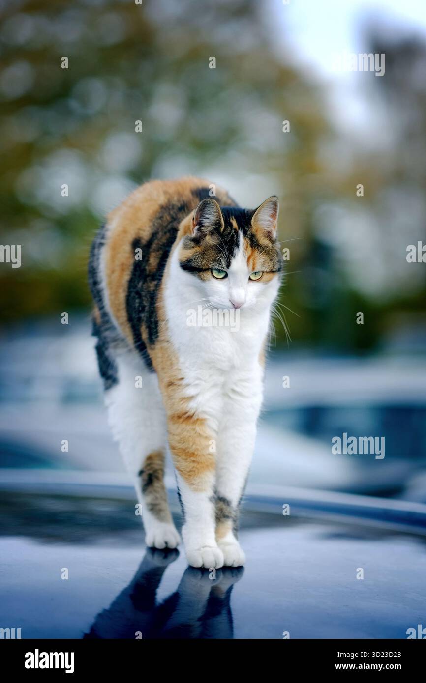 Die niedliche Calico-Katze bog sich den Rücken auf einem Autodach. Vertikales Bild. Stockfoto