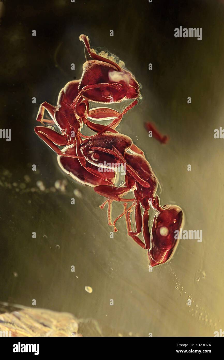 Im Baltischen Bernstein eingeschlossene Ameisen, detailliertes Makro von alten Formicidae-Insekten, die in fossilem Harz aus dem Eozän aufbewahrt wurden Stockfoto