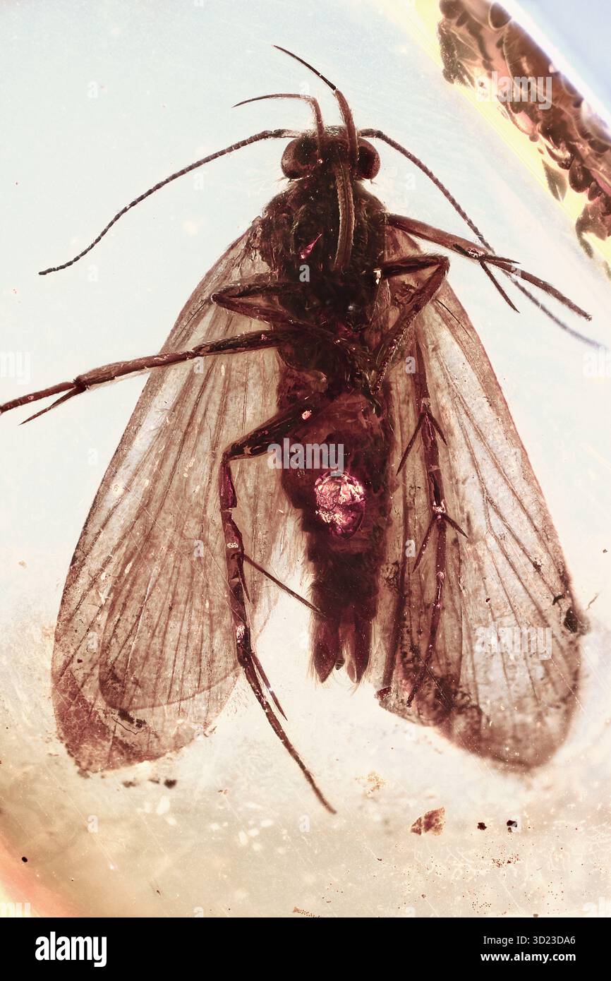 Große Motten Lepidoptera Fossilieneinschluss in Baltischen Bernstein, Eozän Periode, detailliertes altes Schmetterling relatives entomologisches Exemplar Stockfoto