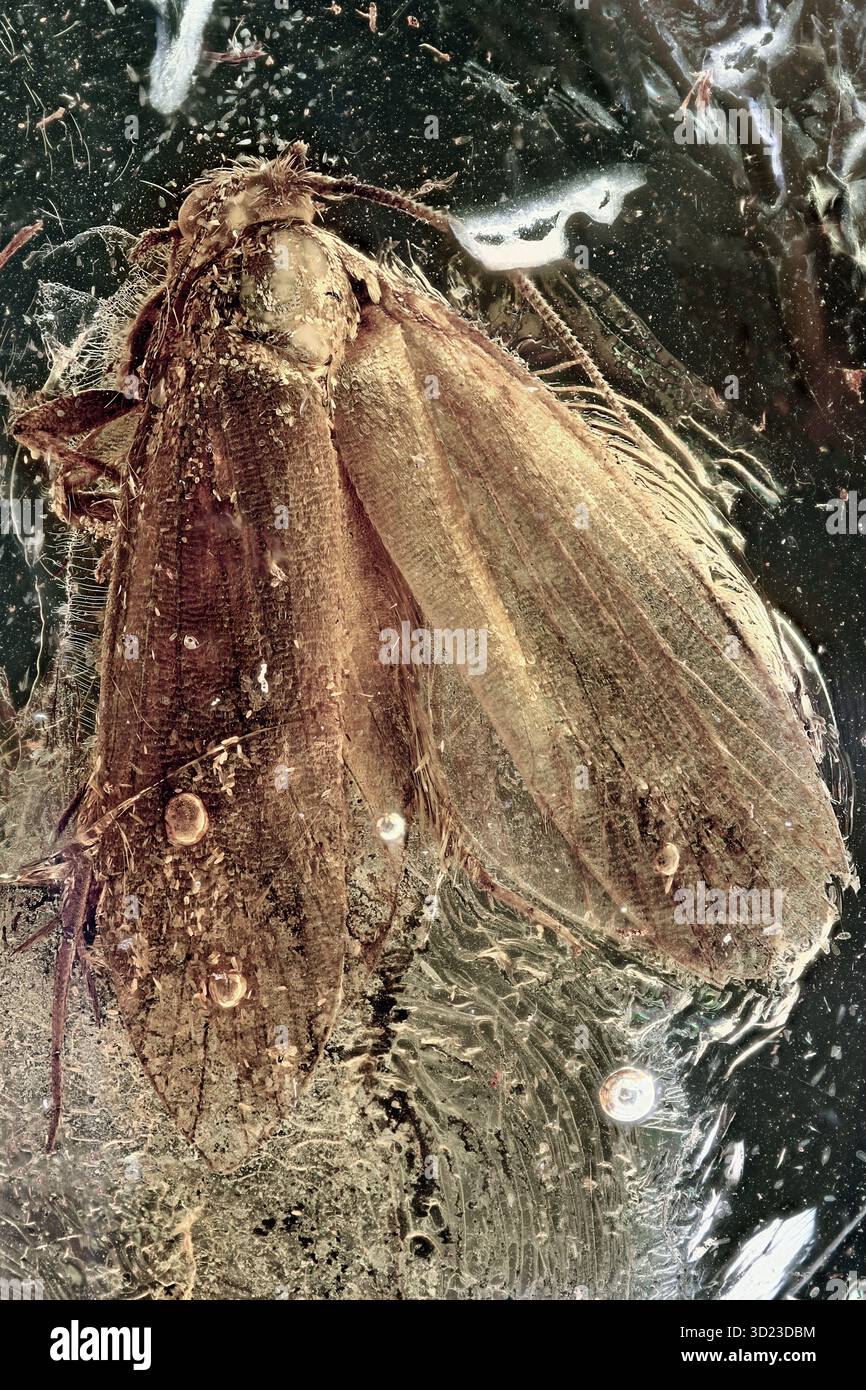 Große Motten (Lepidoptera) Fossilieneinschluss in Baltischen Bernstein, Eozän Periode, detaillierte alte Schmetterling relative entomologische Probe Stockfoto
