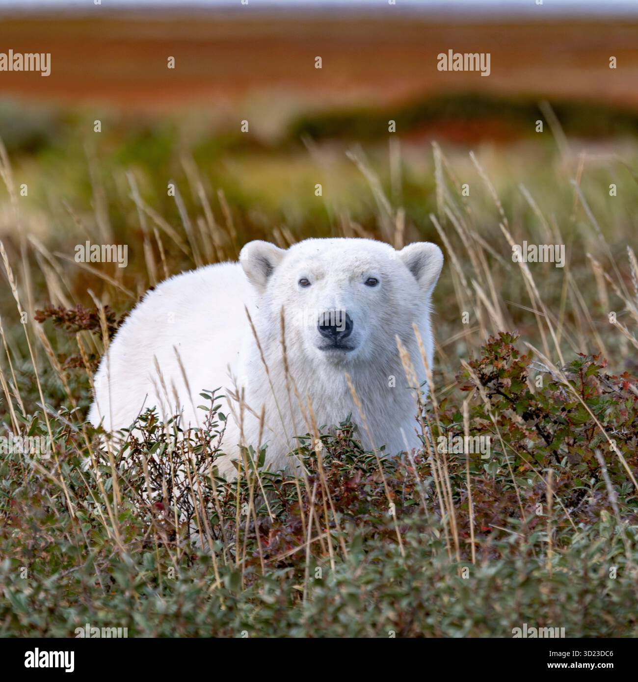 Eisbär ruht in einem Feld aus hohem Gras und Sträuchern in einer Tundra-Landschaft. Hudson Bay, Churchill, Manitoba, Kanada Stockfoto