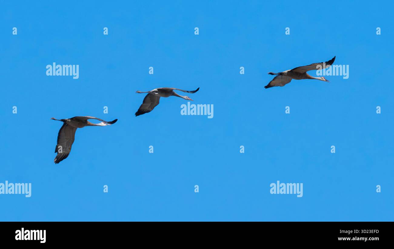 Drei Vögel fliegen über einen klaren blauen Himmel in perfekter Form. Cross Lake, Manitoba, Kanada Stockfoto