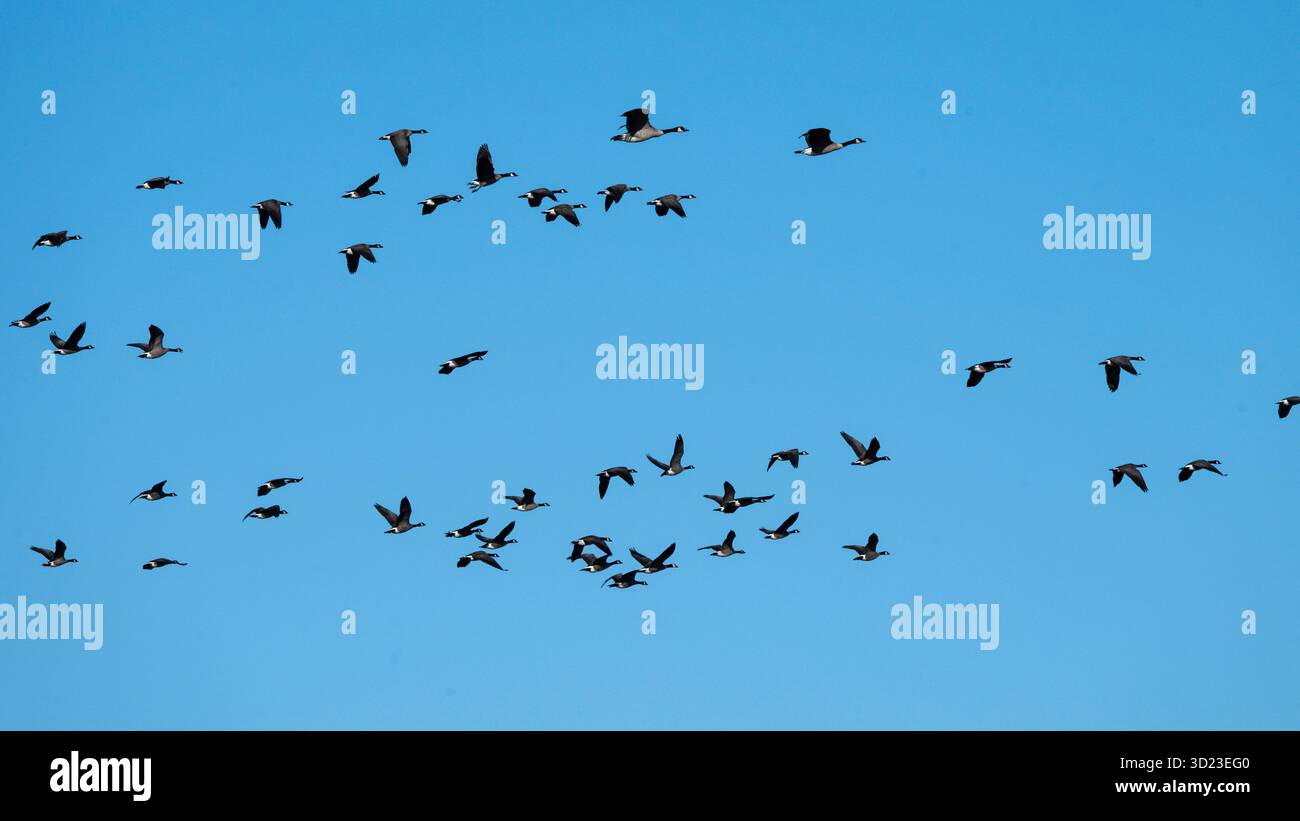 Vogelschar, der über einen klaren blauen Himmel in einer breiten Formation fliegt. Cross Lake, Manitoba, Kanada Stockfoto