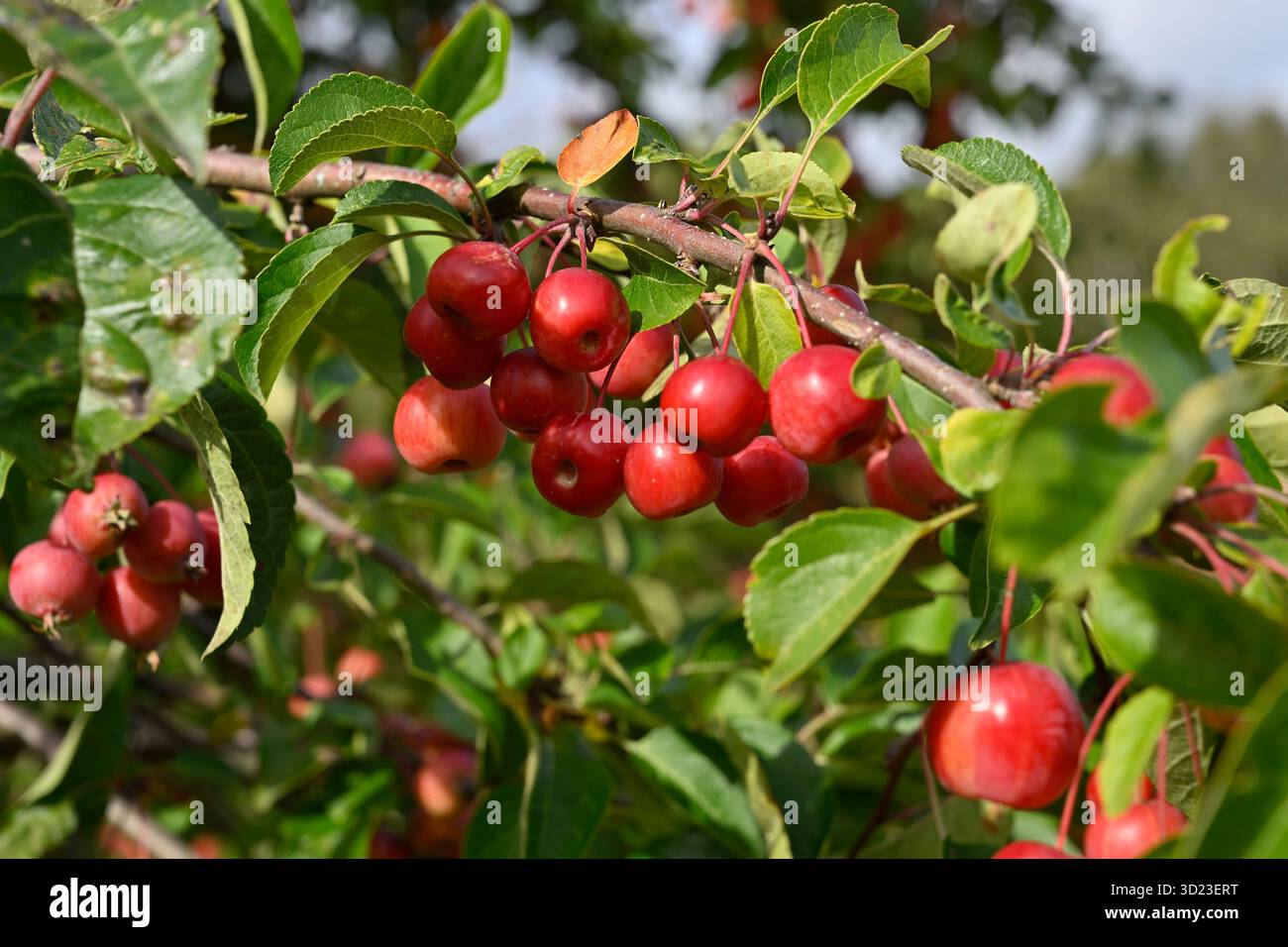 Leuchtend rote Herbstfrucht von Malus oder Krabbenapfel 'Evereste' UK Garden September Stockfoto