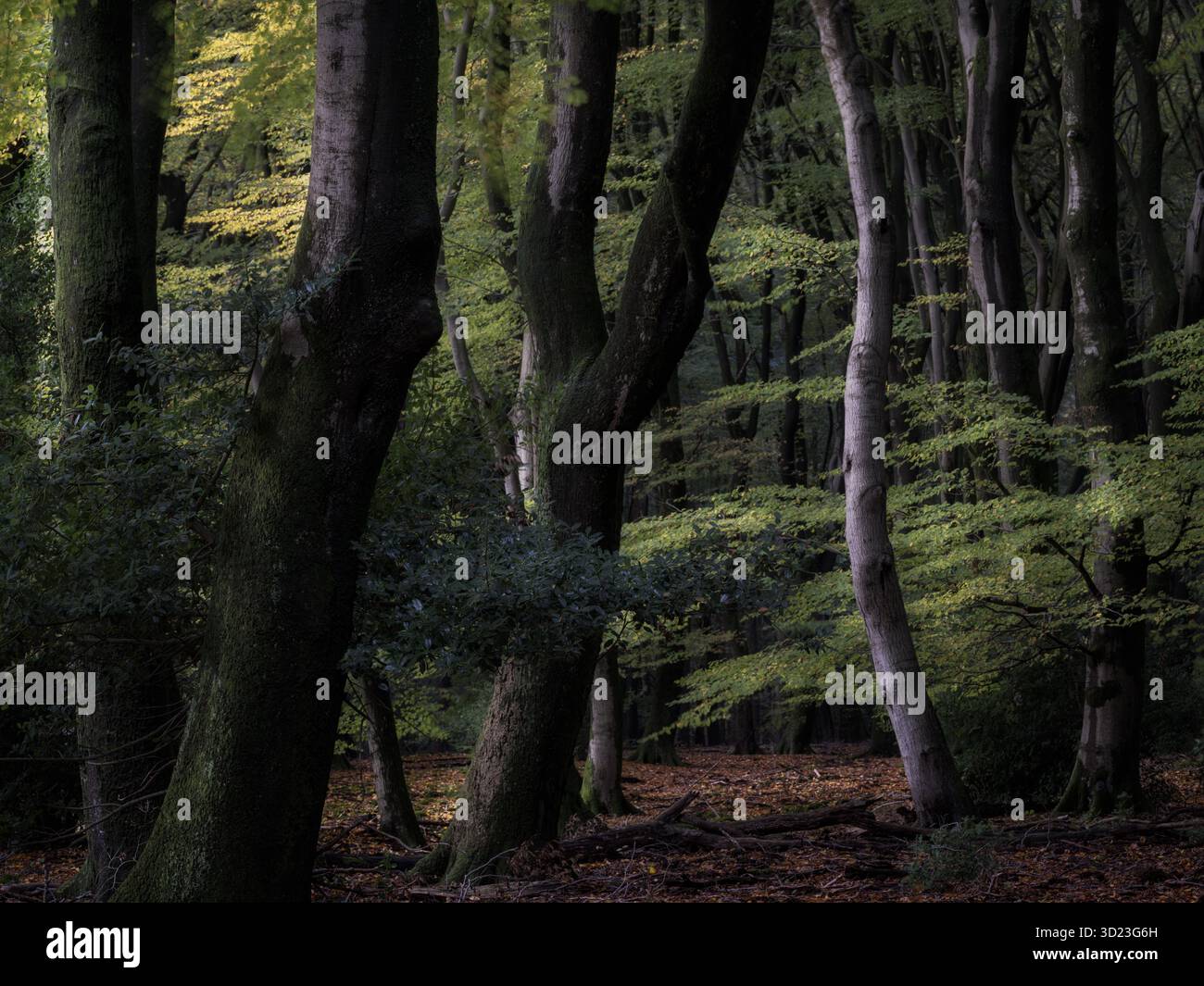 Der Speulderbos Forest in den Niederlanden, einer der ältesten Wälder in Holland Stockfoto