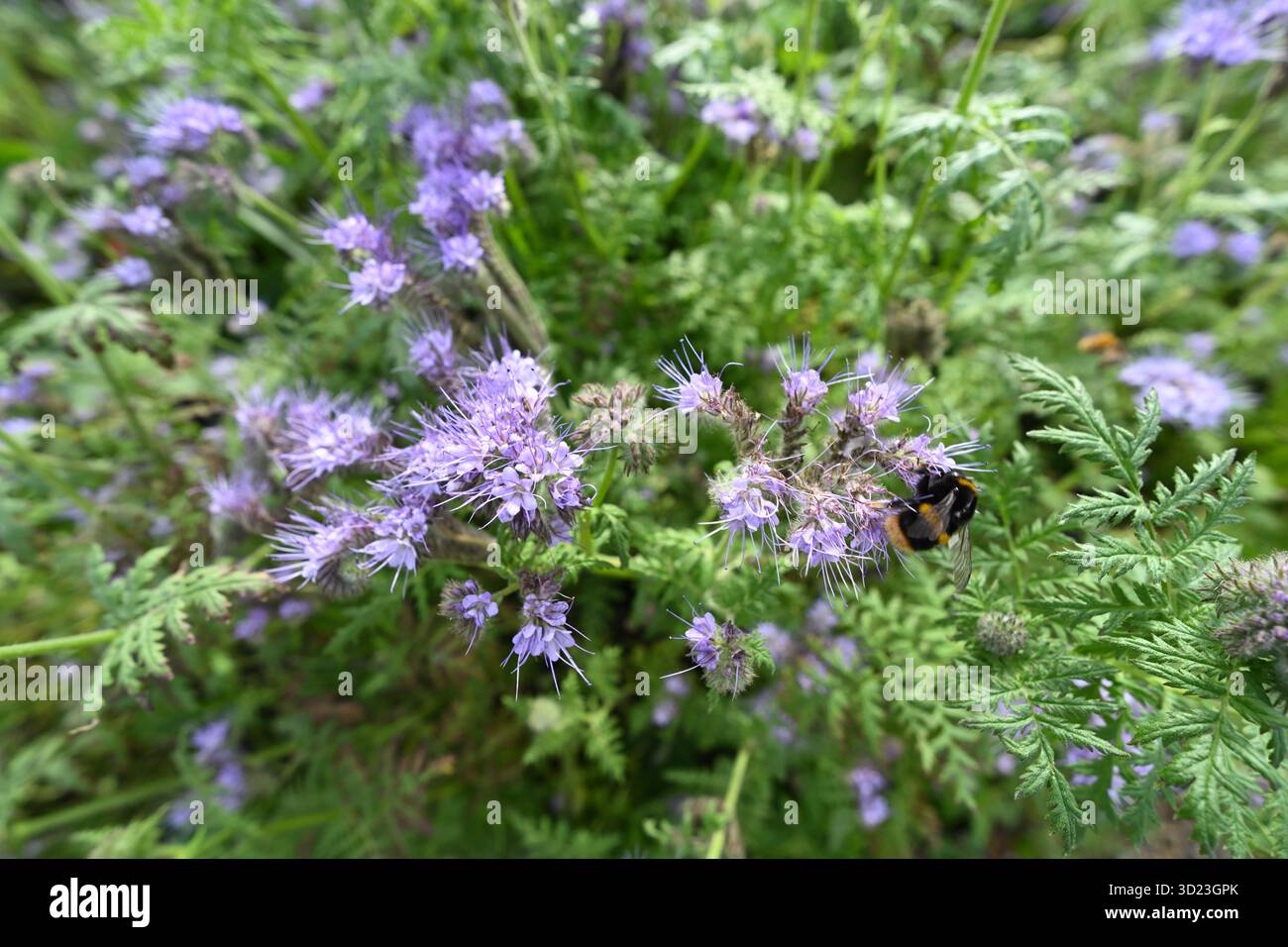Flauschige hellviolette Herbstblumen von fiddleneck, Phacelia tanacetifolia UK Garden September Stockfoto
