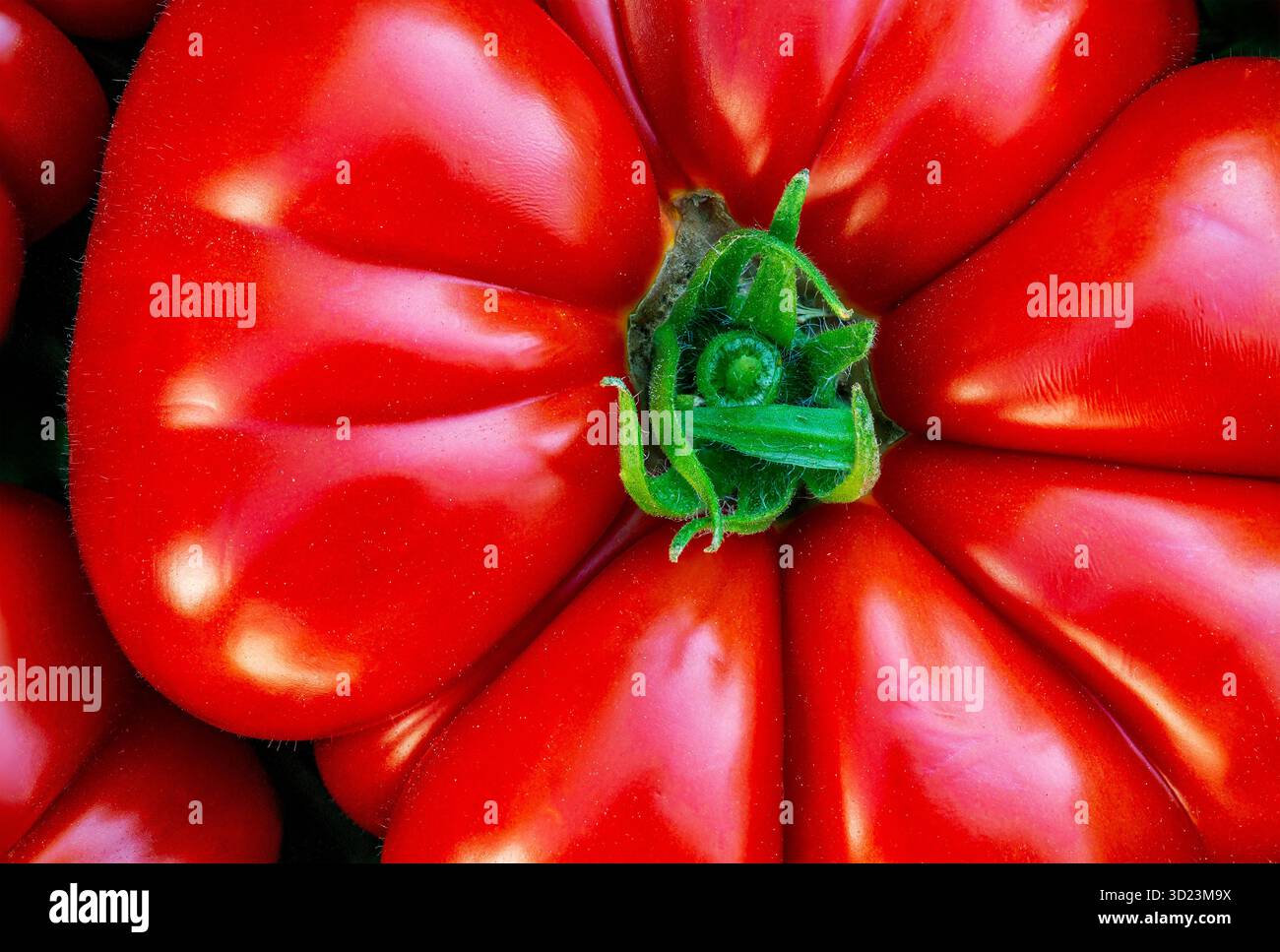 Nahaufnahme einer leuchtenden roten Tomate mit tiefgrünem Stiel. Stockfoto