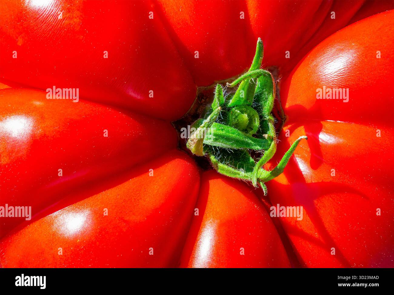 Nahaufnahme einer Reifen, roten Tomate mit grünem Stiel und glatter, glänzender Oberfläche. Stockfoto