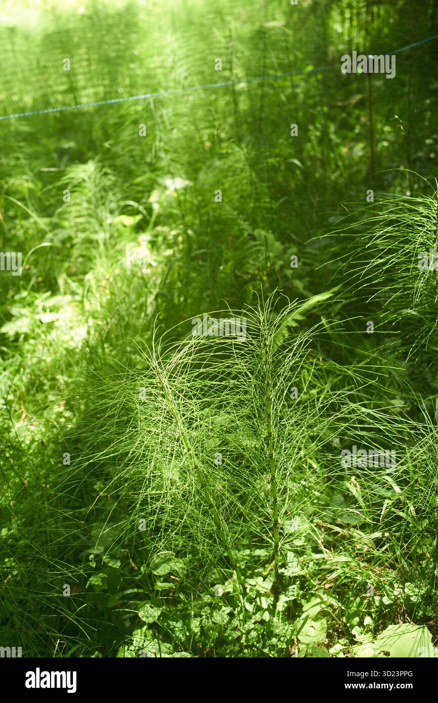 Sonnendurchflutetes grünes Laub mit zarten, federnden Blättern in einer üppigen Gartenumgebung. Salzkammergut, Salzdomäne, Dachsteingebirge, Österreich Stockfoto