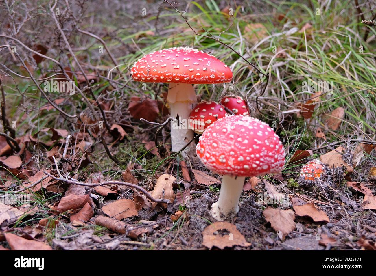 Rot-weißer Fliegenpilz wächst zwischen Blättern und Moos im Wald. Stockfoto