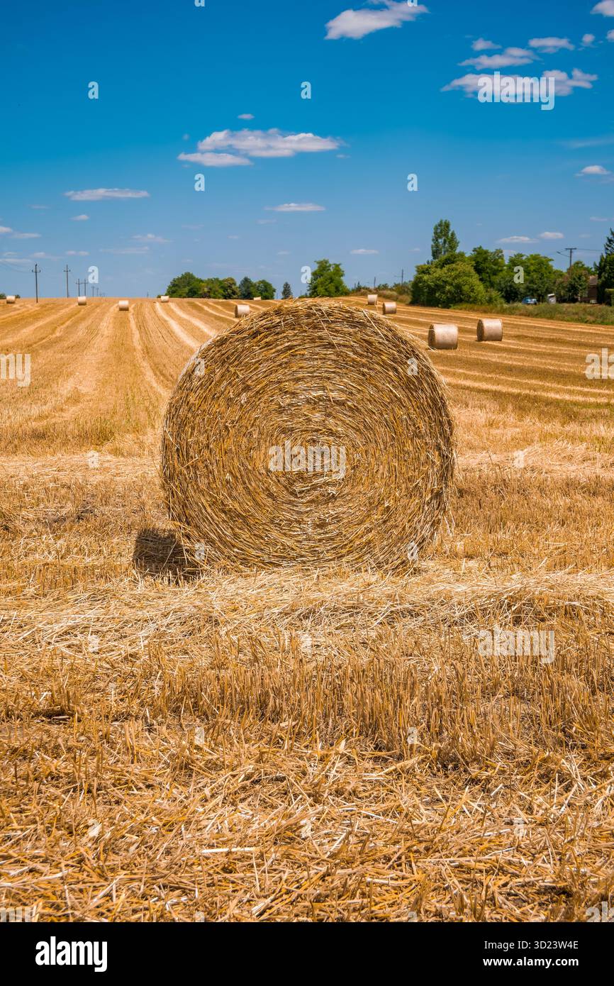 Ein runder Heuballen steht auf einem goldenen Feld unter einem klaren blauen Himmel. Stockfoto
