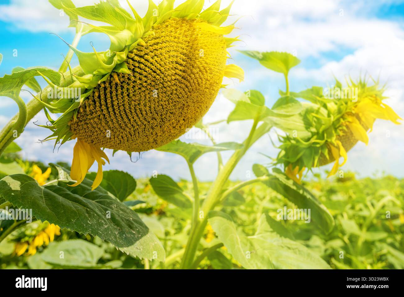 Sonnenblumen auf einem lebendigen Feld während der Erntezeit. Stockfoto