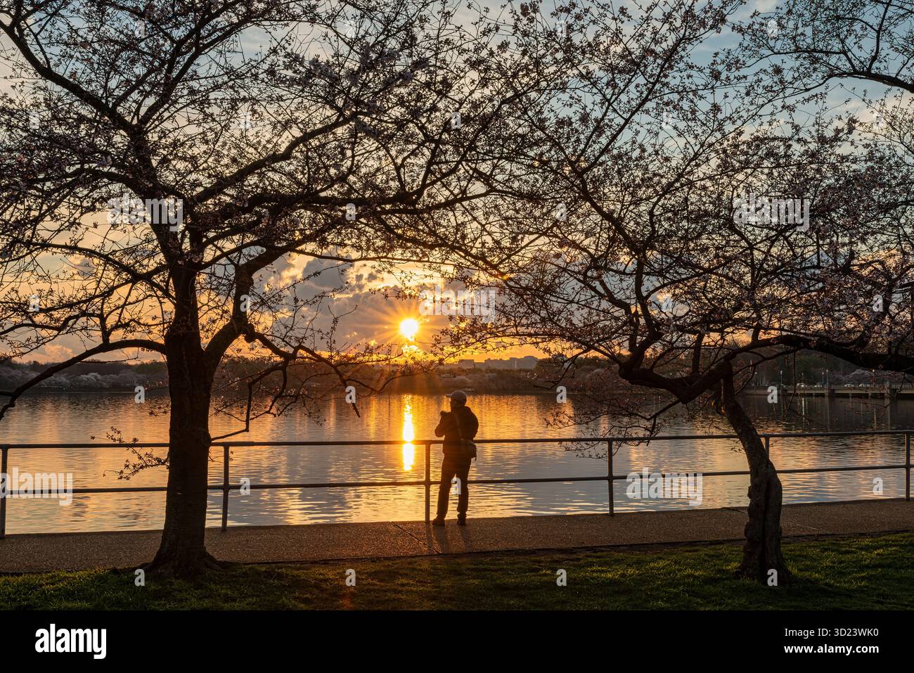 Eine Person mit einer Silhouette vor einer untergehenden Sonne an einem friedlichen Seeufer mit Kirschblüten. WASHINGTON DC, WA, USA Stockfoto