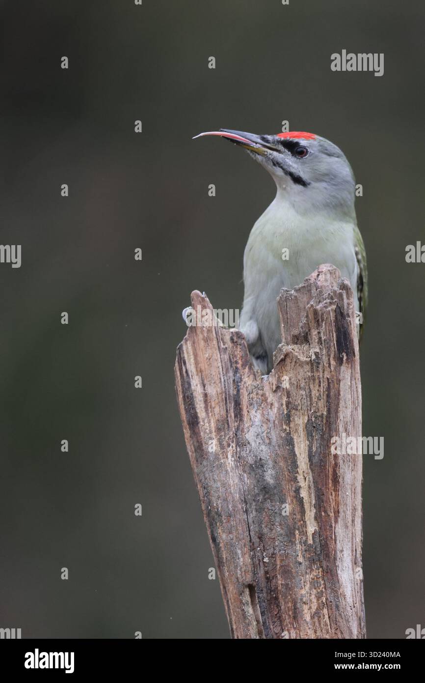 graue Spitze Specht Stockfoto