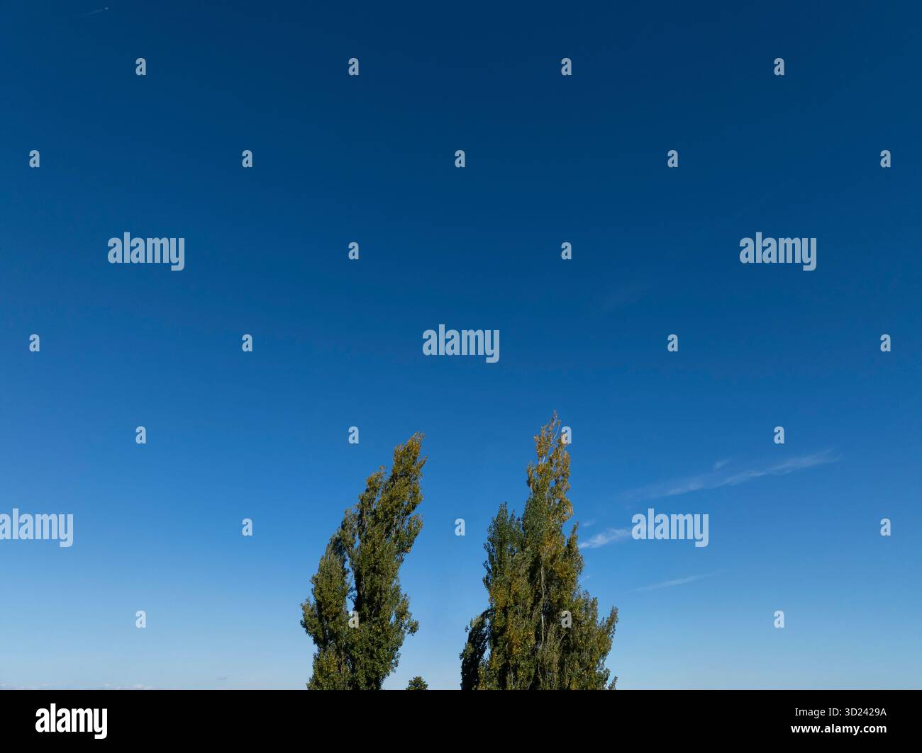 Konzeptuelles Bild zweier Bäume, die zusammen stehen. Valentinstag und Liebesmetapher. Stockfoto