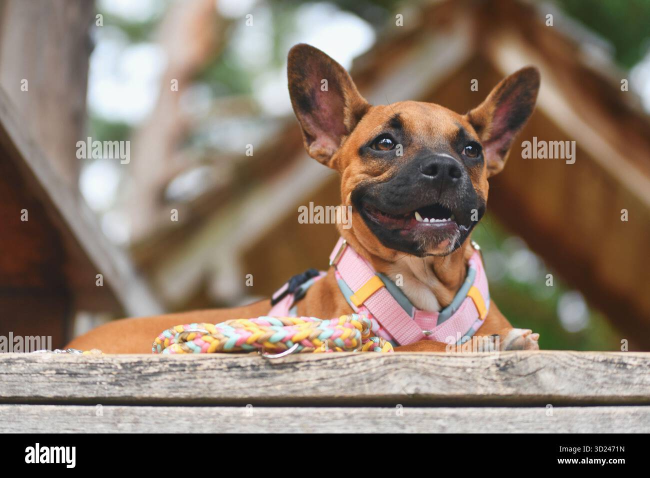Gemischter Hund auf Holzplanke mit farbenfroher Paracord-Leine Stockfoto