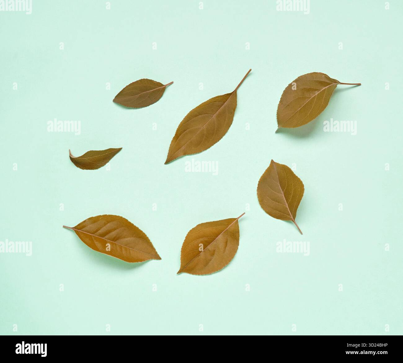 Anordnung brauner Herbstblätter auf hellgrünem Hintergrund Stockfoto