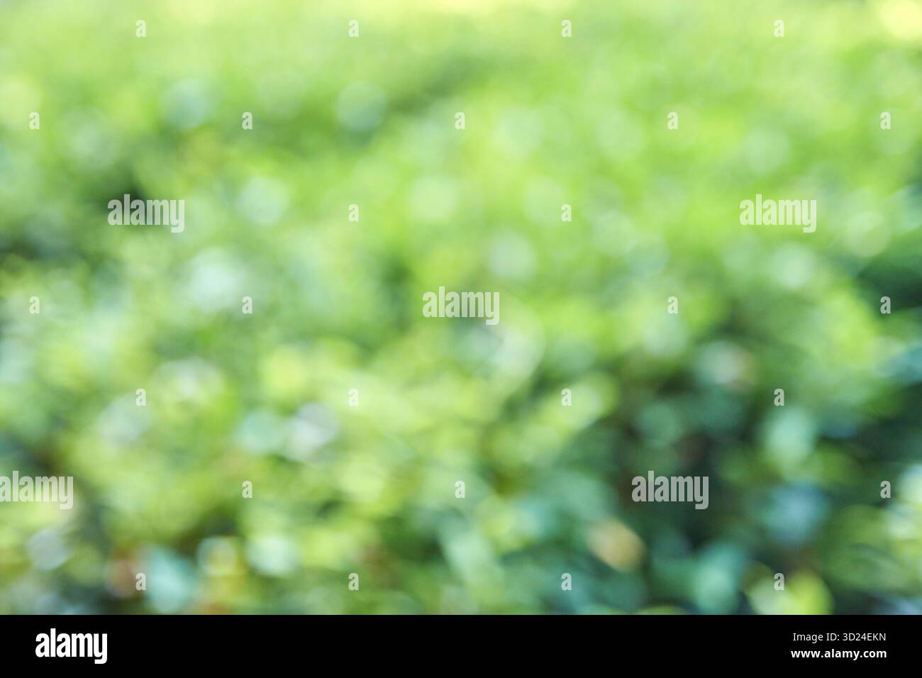 Verschwommener grüner Laubhintergrund mit weichem Fokus, natürlichem abstraktem Bokeh-Effekt Stockfoto