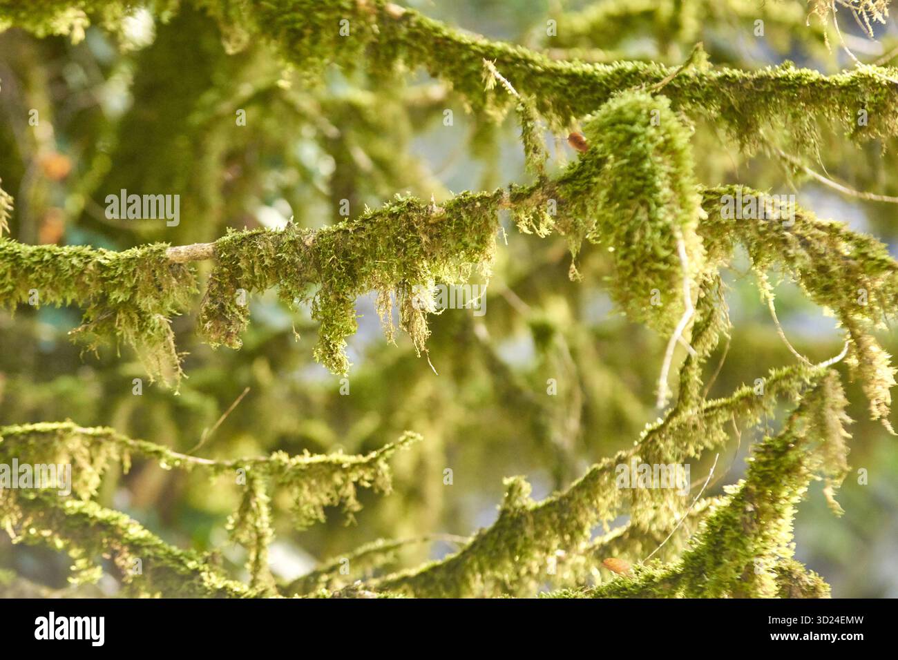 Nahaufnahme von üppigen moosbedeckten Ästen in sonnendurchfluteter Waldumgebung Stockfoto