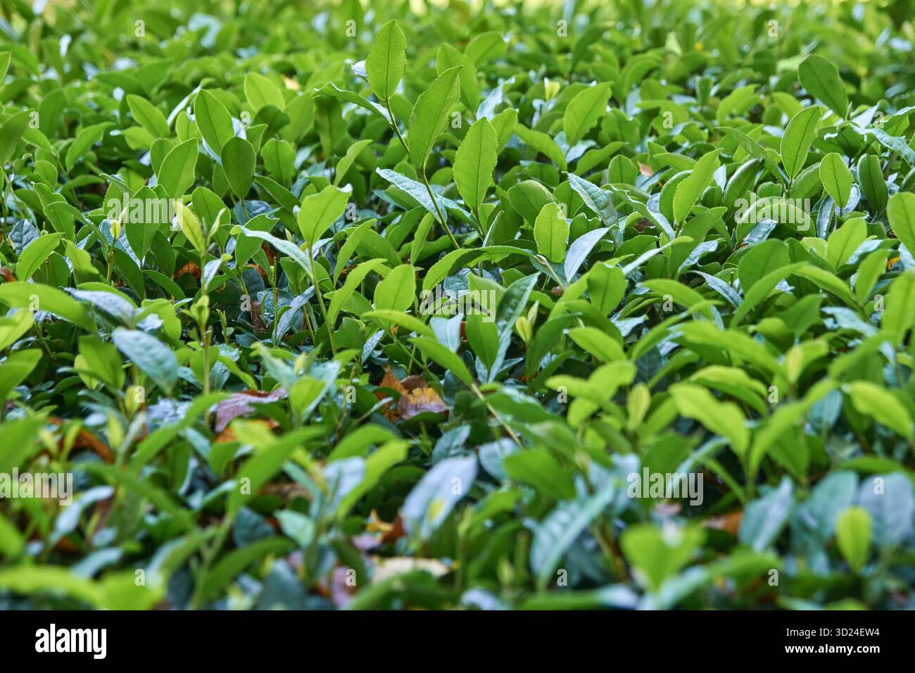Üppige grüne Teeblätter im üppigen Feldgarten, lebhaftes Laub und sonnendurchflutete Blätter Stockfoto