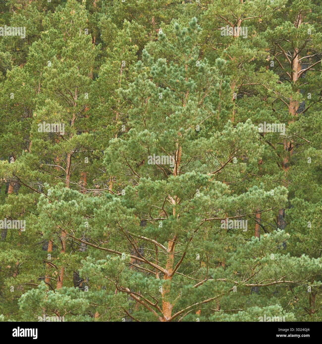 Üppiger Wald mit hohen grünen Kiefern in einer dichten Waldlandschaft Stockfoto
