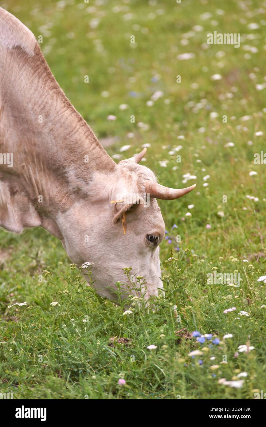 Rinderweide auf Blumenwiese: Friedliche Szene der Kuhfütterung auf üppigem Gras Stockfoto