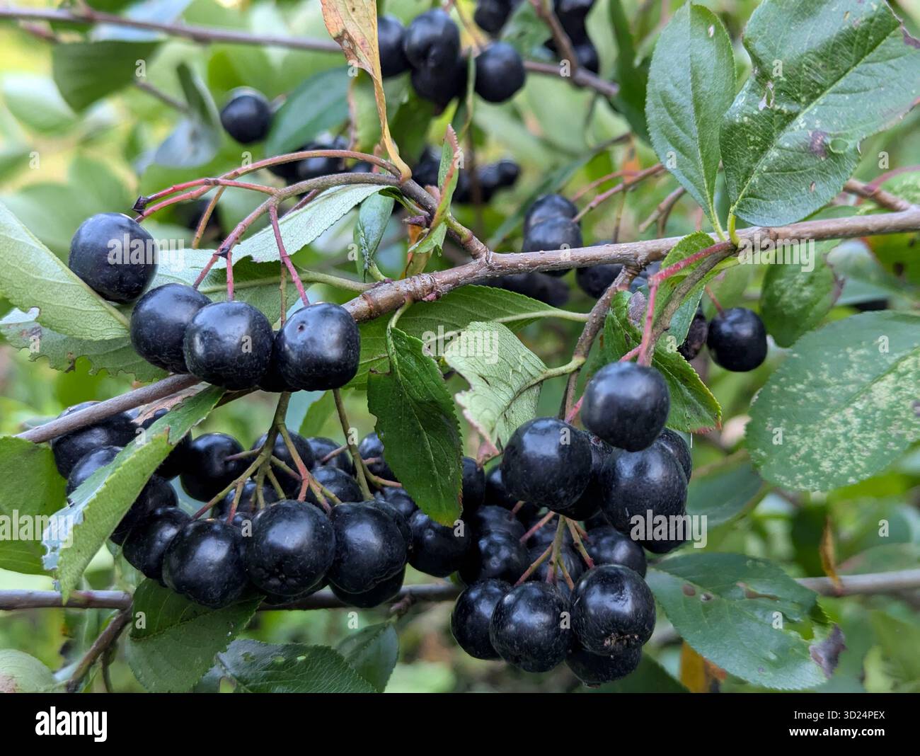 Apfelbeerbaum-Zweig. Schwarze Beere enthält Vitamine. Senkt den Cholesterinspiegel. Gesunde biologisch aktive Nahrungsergänzung. Stockfoto