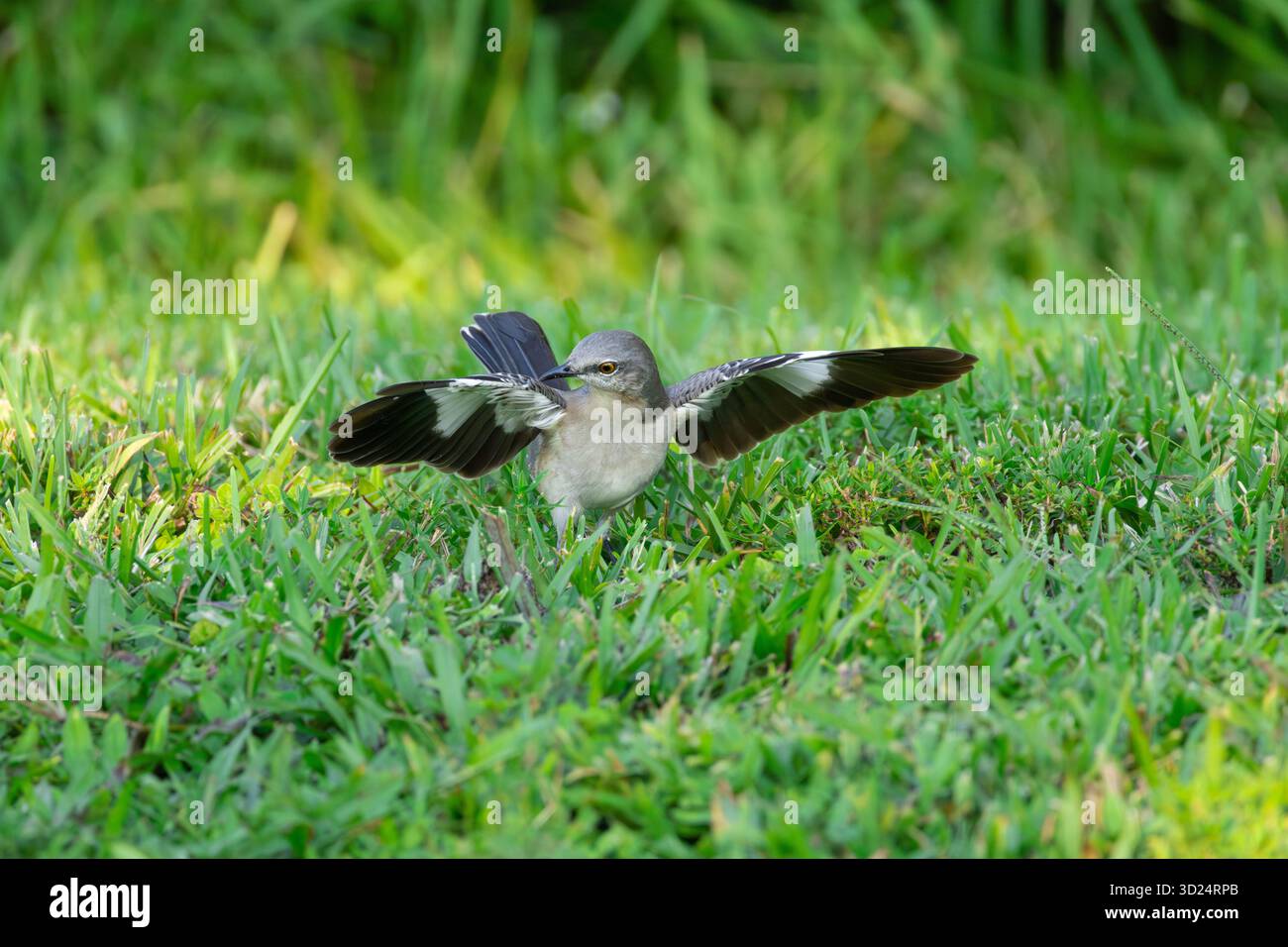 Nordmockingbird mit ausgestreckten Flügeln auf der Suche nach Nahrung in einem grasbewachsenen Feld. Stockfoto