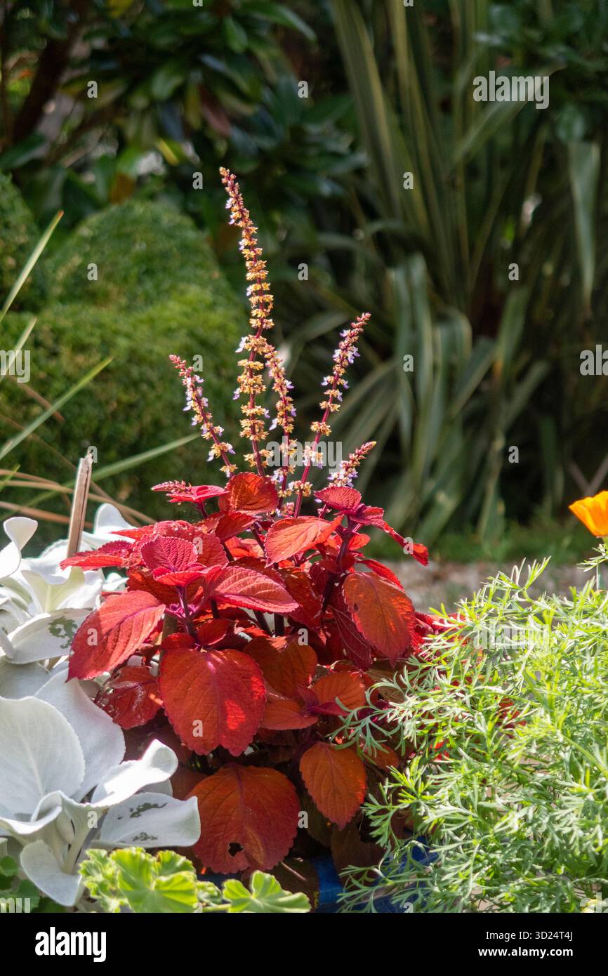 Dunkelrote Blätter einer coleus-Pflanze in einem Topf in einem Devon-Garten Stockfoto