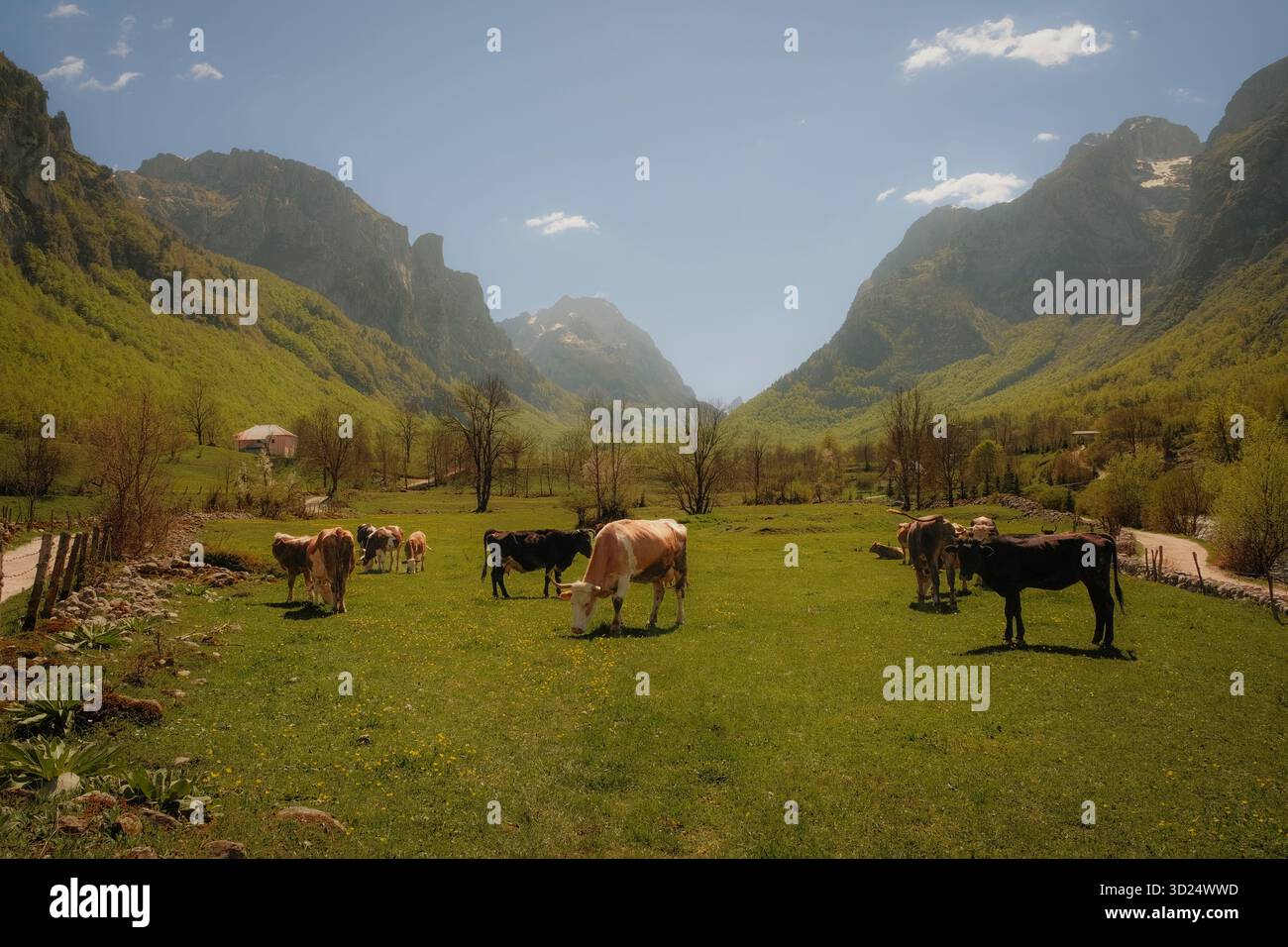 Kühe weiden in einem wunderschönen grünen Alpental, umgeben von hohen felsigen Bergen und Wäldern unter einem hellblauen Himmel Stockfoto