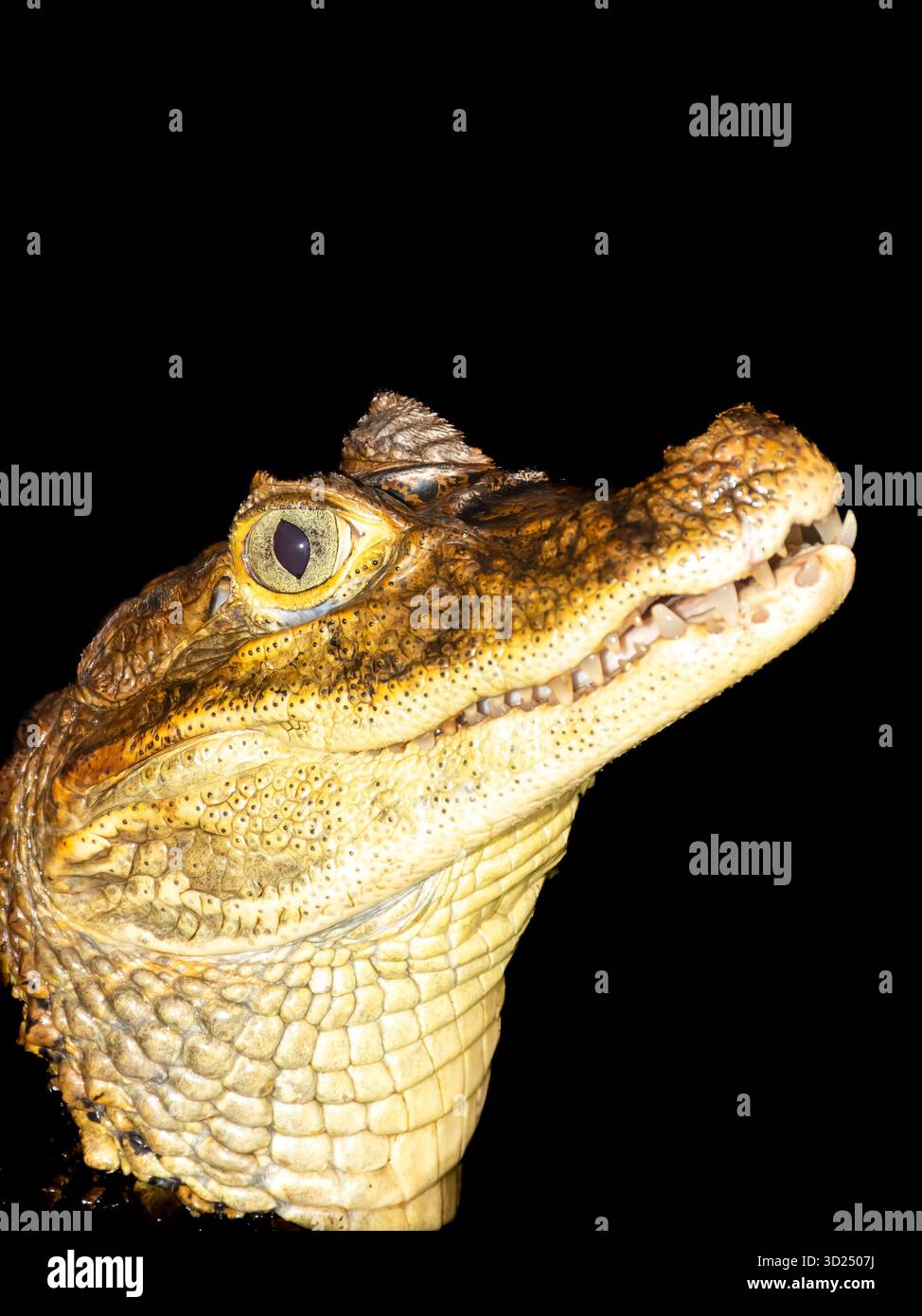 Krokodile aus der nördlichen und südlichen Hemisphäre in einem Krokodilzoo. Stockfoto
