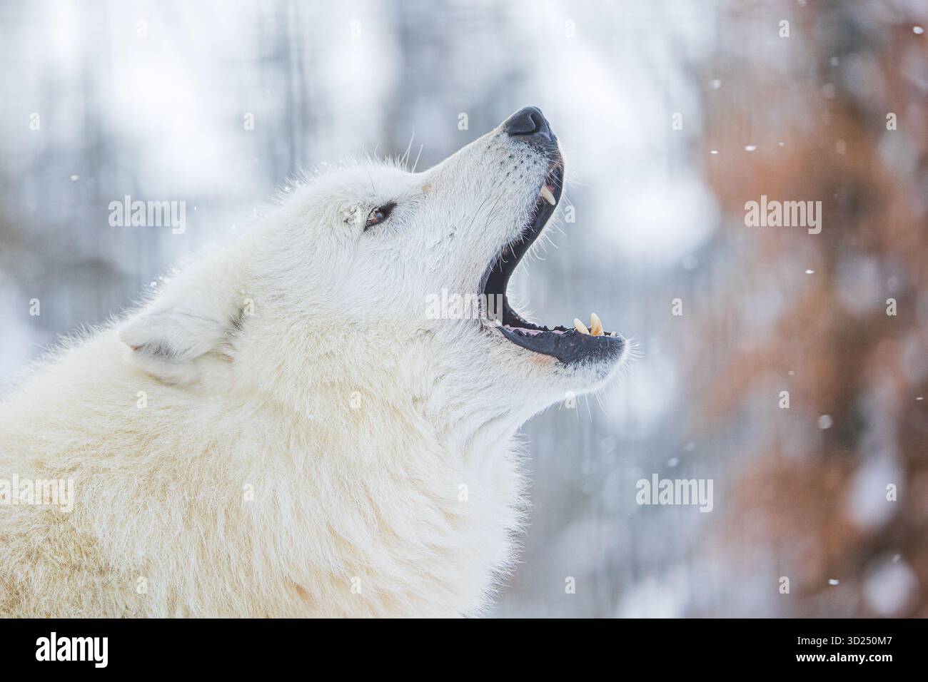 Arktischer Wolf (Canis Lupus arctos) Detail eines heulenden Wolfes Stockfoto