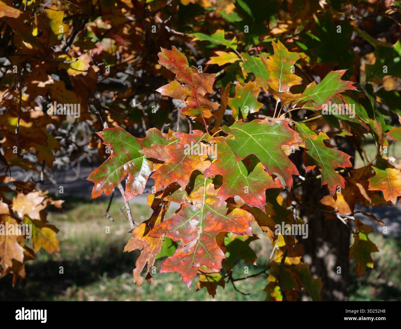 Die Blätter der scharlachroten Eiche (Quercus coccinea) werden im Herbst, Colorado, rot und orange Stockfoto