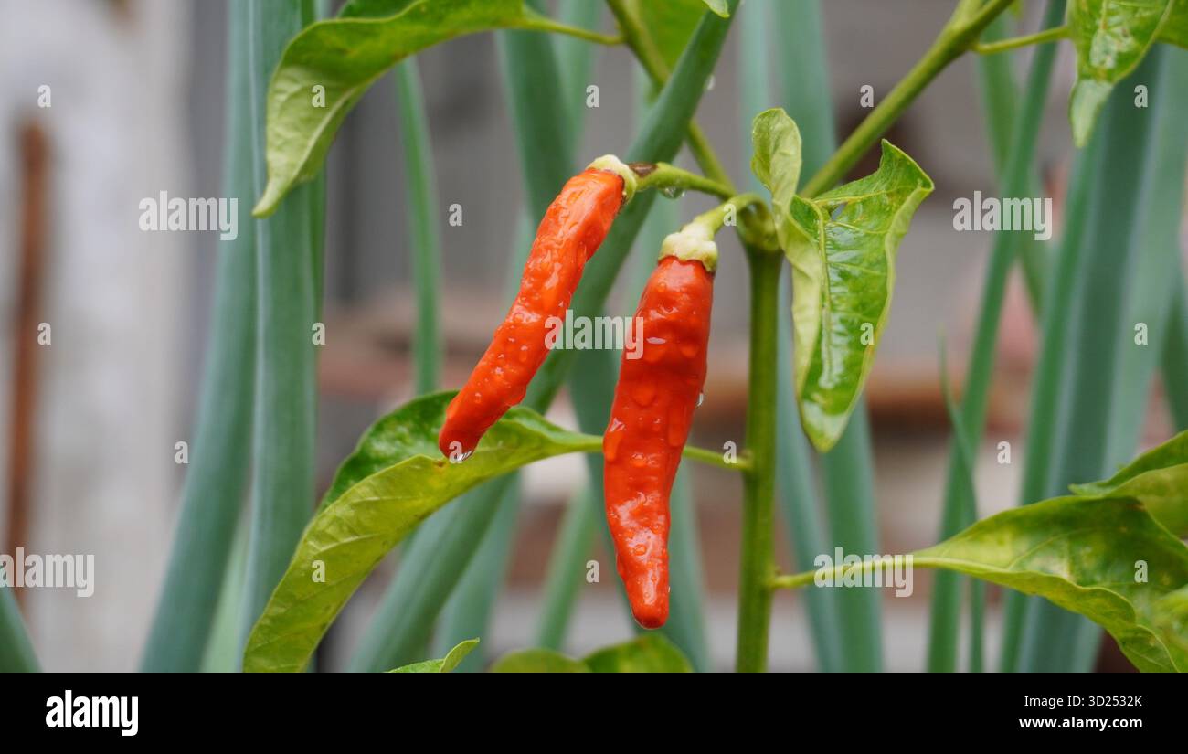 Rote Chilischoten mit grünen Blättern Stockfoto
